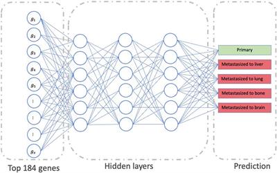 MetastaSite: Predicting metastasis to different sites using deep learning with gene expression data